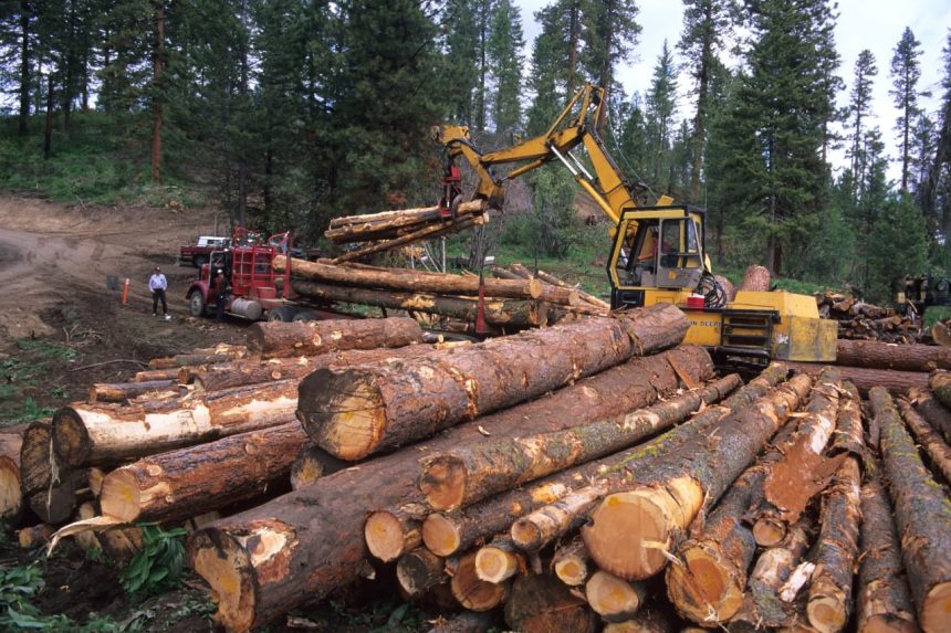 logs of timber